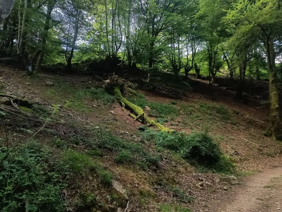 forest